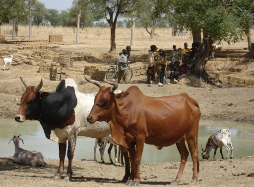 ASISTENCIAS TÉCNICAS GANADERAS EN ÁFRICA